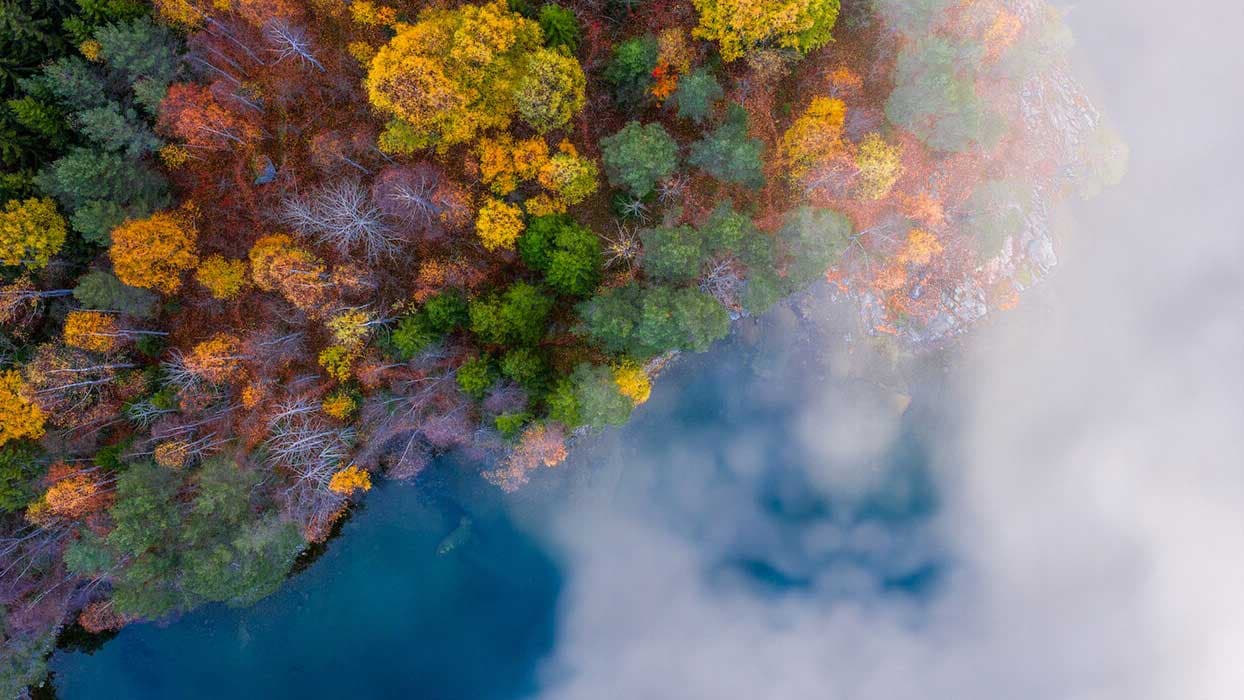 Floresta e mar sob a névoa