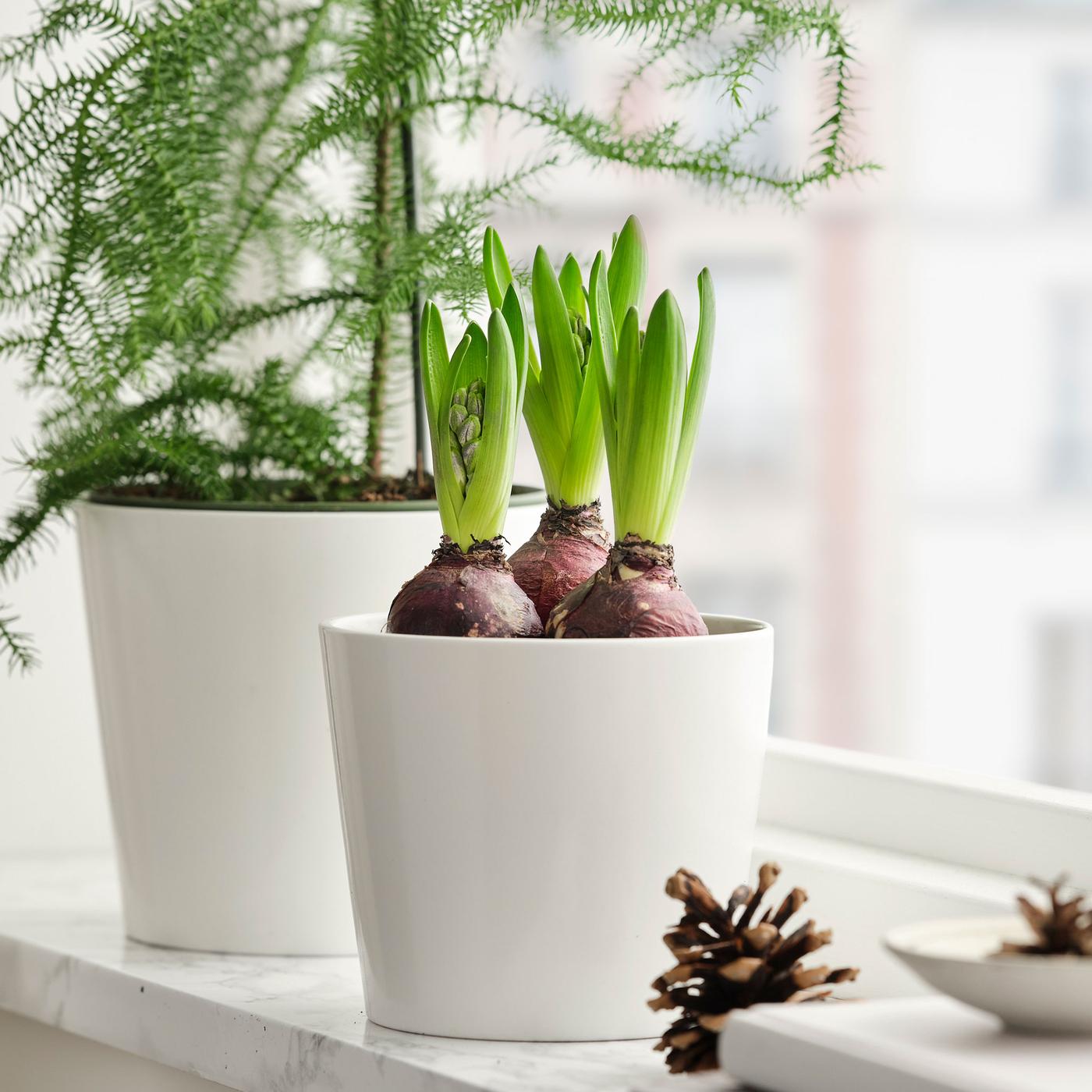 Fönster med en vit kruka som innehåller tre hyacintlökar.