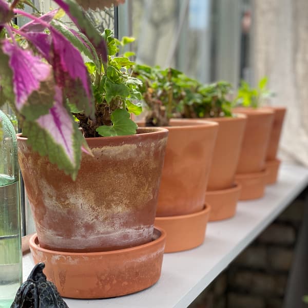 Fönster med flera terrakottakrukor på rad. 