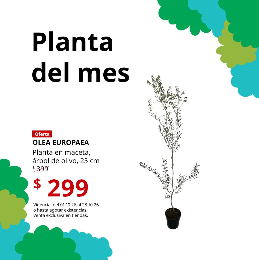 Fondo blanco con simulaciones de arbustos de diferentes tonalidades de verde y una planta (árbol de olivo)