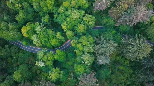 Forest with road