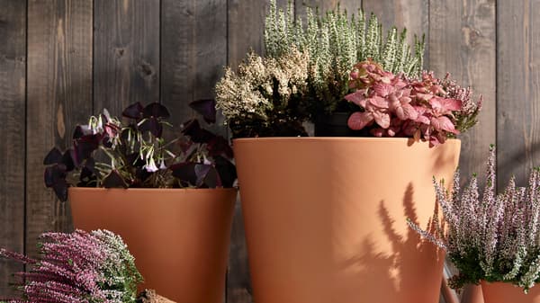Forskellige lyngplanter er plantet i BRUNBÄR terracotta krukker med underskåle. 