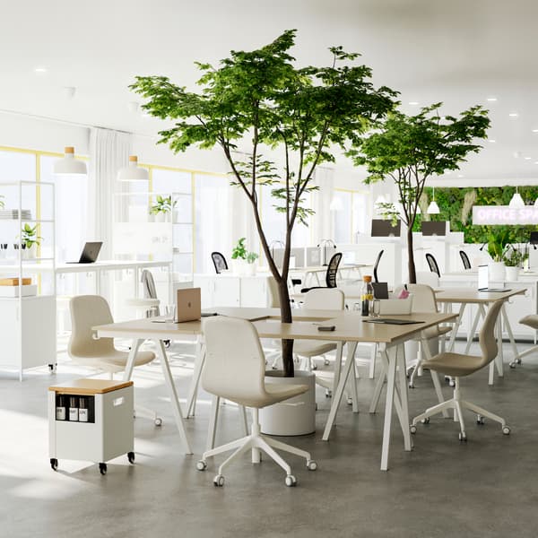 Four beige-and-white TROTTEN desks put together for a collaboration area and LÅNGFJÄLL office chairs.
