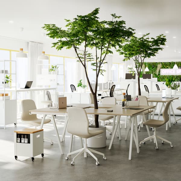 Four beige/white TROTTEN desks put together for a collaboration area and LÅNGFJÄLL office chairs.