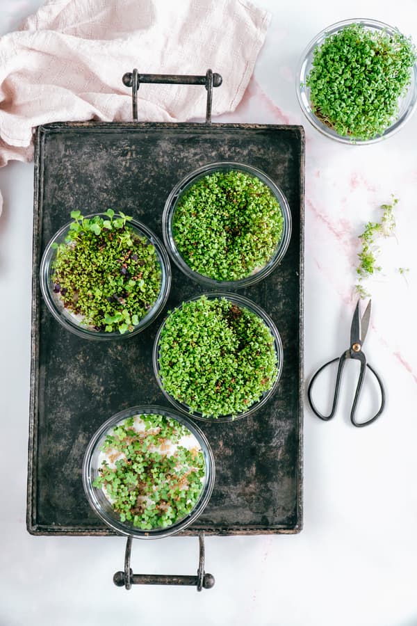 Four glass bowls filled with fresh microgreens sit on a black tray. Nearby, a pair of scissors rests on a white surface with a soft pink cloth.