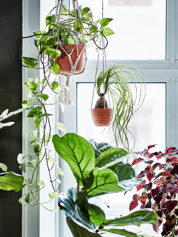 Four green plants in a bright window. One plant pot hanger of beige cotton and the other in clay ceramics.