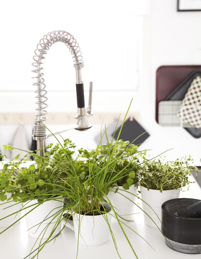 5 formas originales de decorar con plantas - IKEA