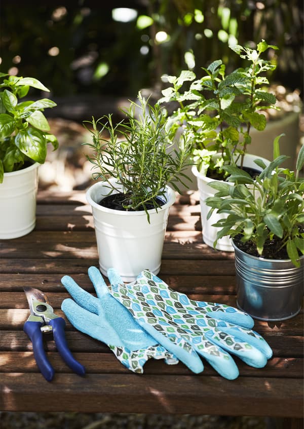 Fresh herbs growing in pots