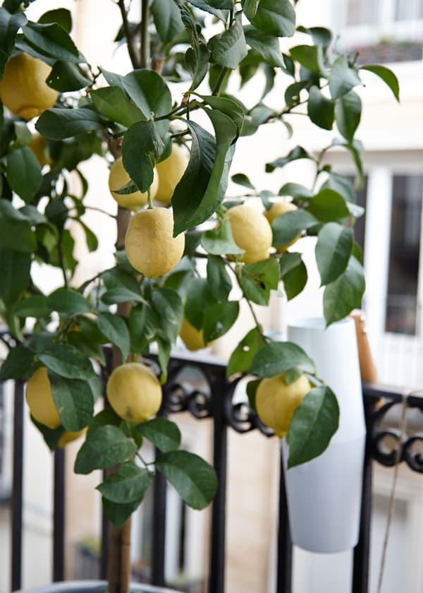 Fruit trees are a great option for balcony space.