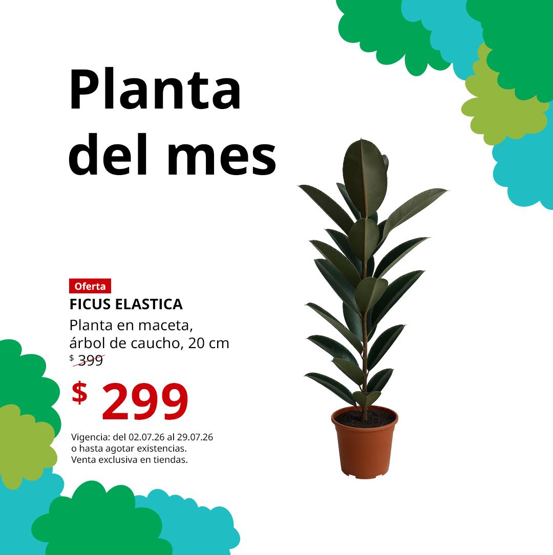 FY26_Mx_Plant_of_the_Month_FICUS_ELASTICA