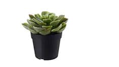 Gardening & plants