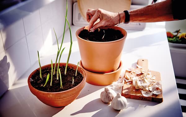 Garlic that’s started to sprout and put shoot side up in some soil.
