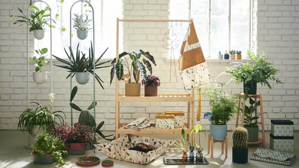 Geniet van groen in huis met DAKSJUS