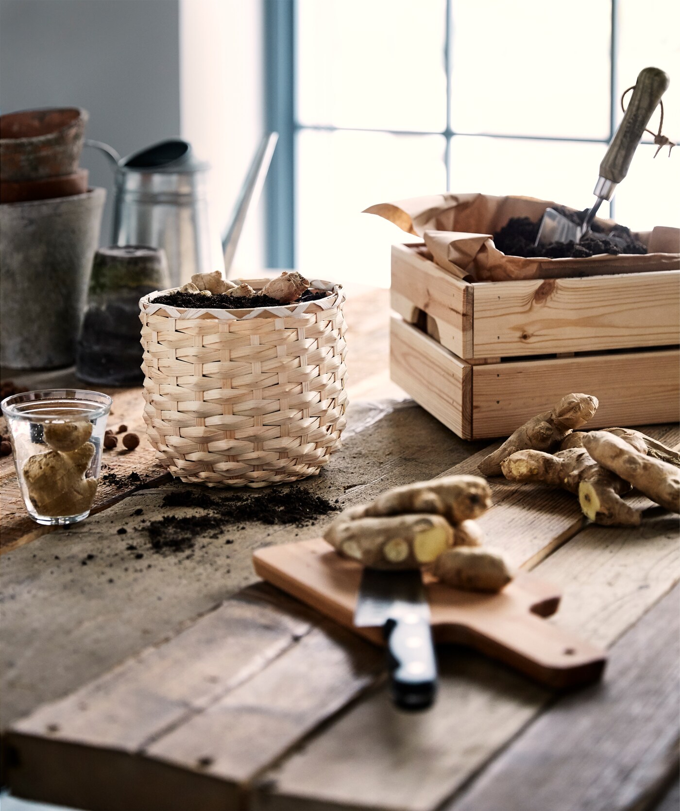 Ginger roots planted in a rattan plant pot beside a wooden box with brown paper and soil inside on a rough wooden table.