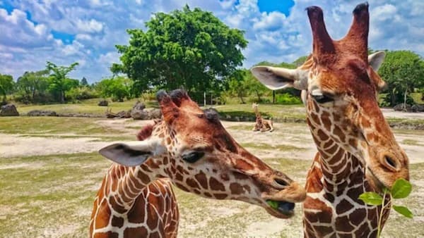 Giraffes at Zoo Miami.

