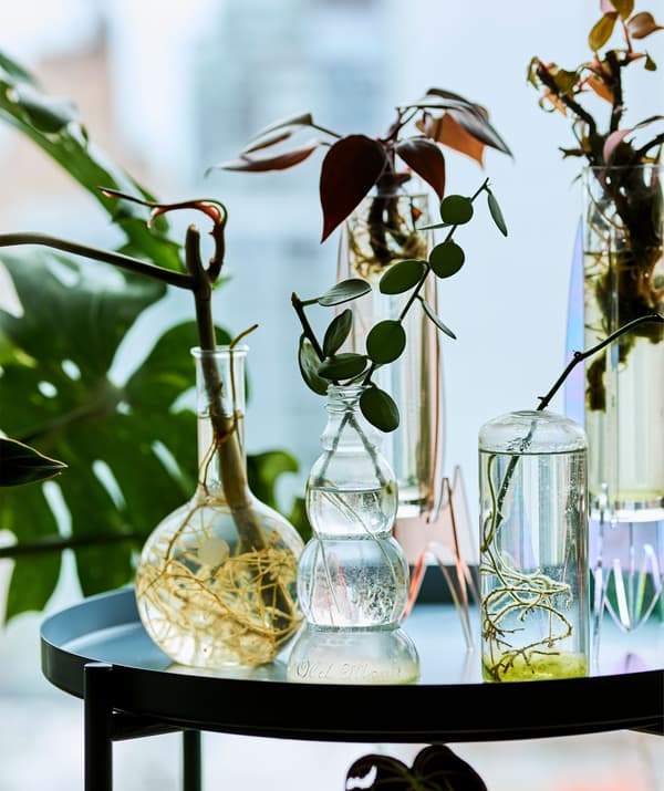 Glass vessels containing small plants and cuttings on a tray table.
