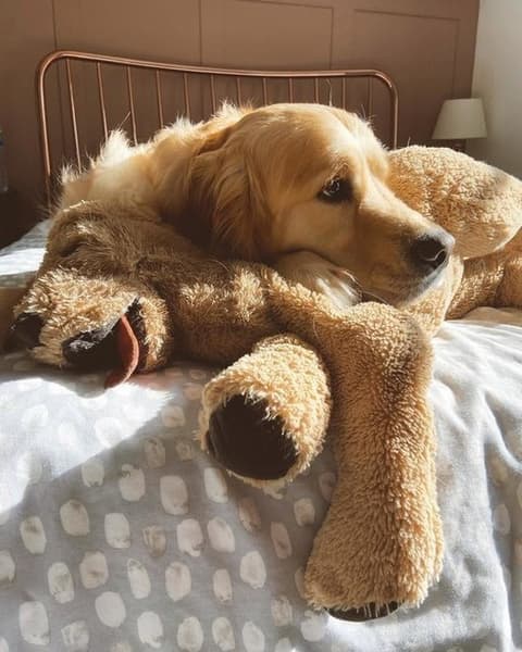 Golden retriever egy golden retriever plüssel.