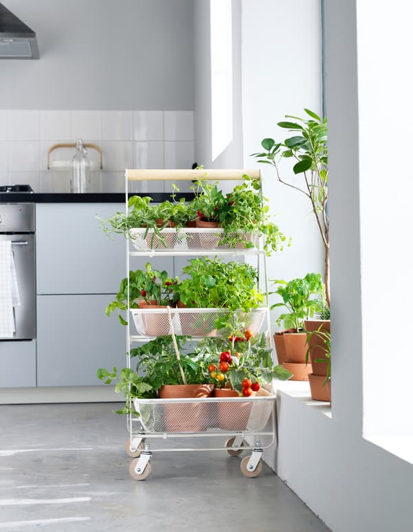 Got garden dreams but only a small apartment? Try using a trolley for a flexible veggie patch.
