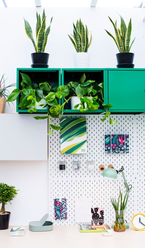 Green cube wall cabinets filled with plants