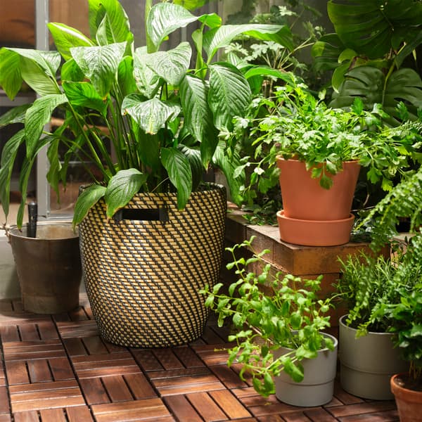 Green plants and herbs are planted in pots of different sizes and colours, and they stand on a wooden floor decking.