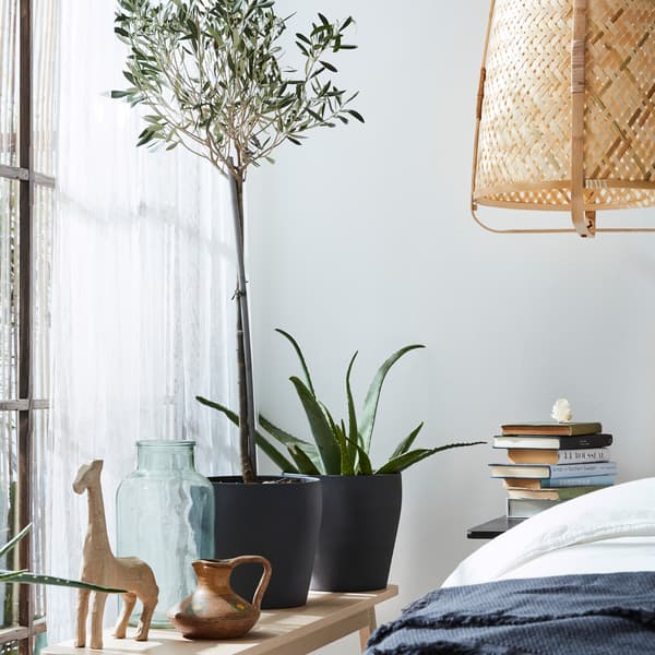 Green plants in dark gray plant pots, a bench, a pendant lamp in rattan and white sheer curtains.