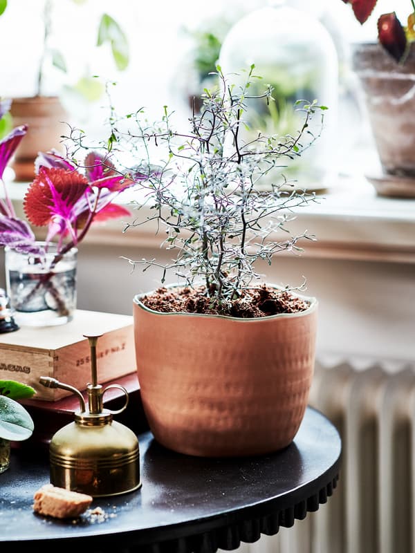 Greenery growing out of a medium sized terracotta plant pot. Shown on a small round table next to gardening items.