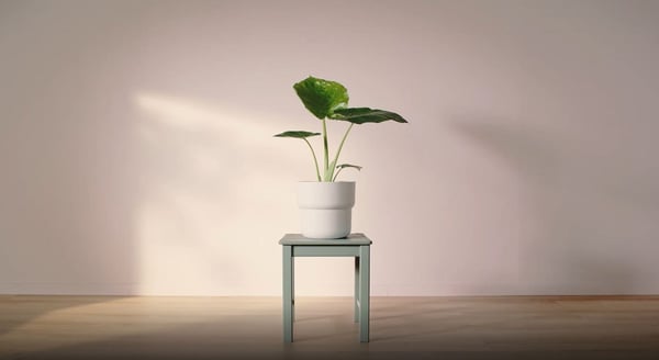 Grey-green stool in light room with white plant pot and green plant