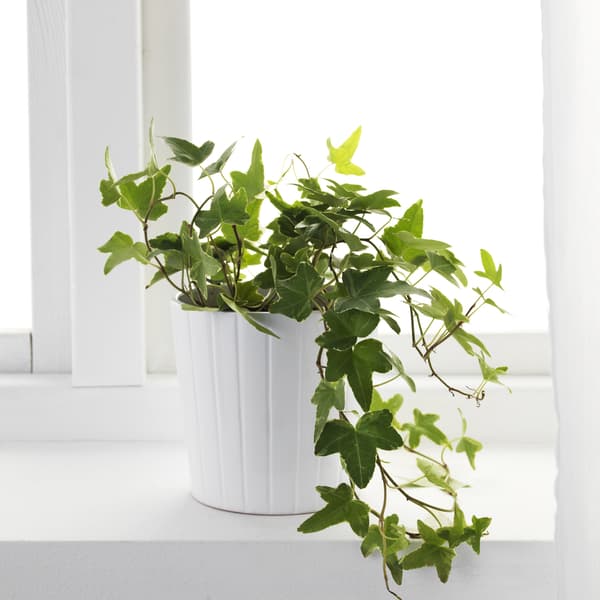 Groene klimop in een witte pot op een lichte vensterbank. De sierlijke ranken zorgen voor een natuurlijke en decoratieve uitstraling.