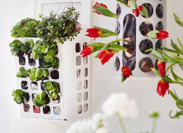 Gros plan de distributeurs de sacs plastique VARIERA fixés au mur et utilisés pour faire pousser des fleurs et des bulbes.
