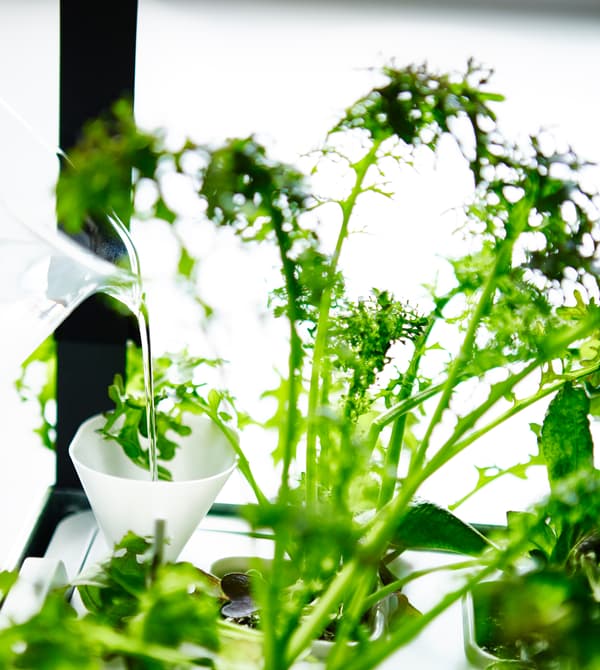 Gros plan d’herbes aromatiques poussant sur un plateau.