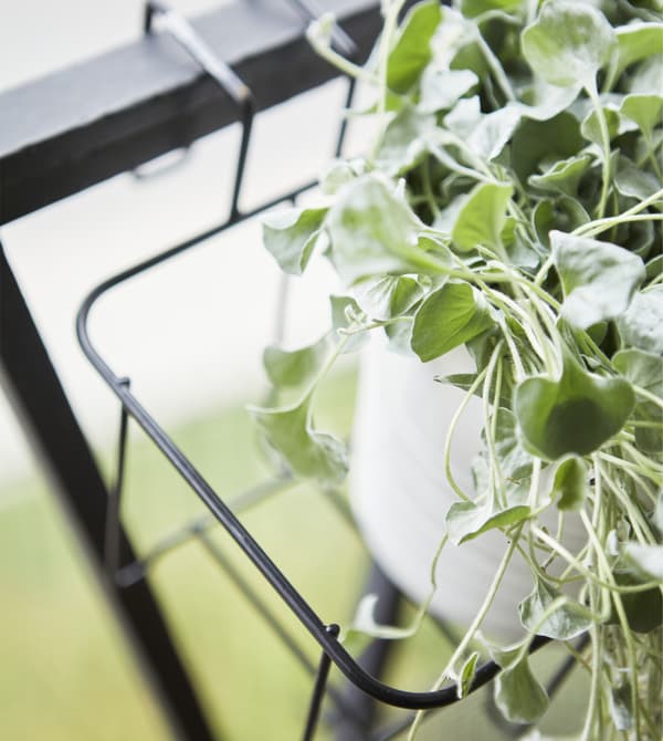 Gros plan d’une plante dans un support pour cache-pot noir.