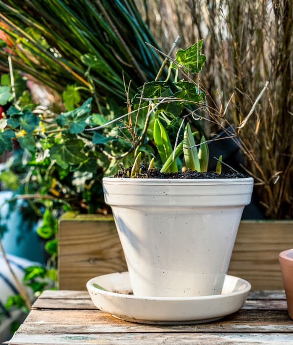 Gros plan d’une plante en cache-pot.