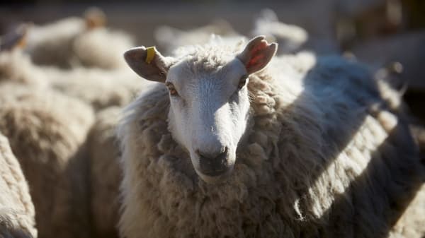 Gros plan sur un mouton parmi d'autres, dans la lumière du soleil.