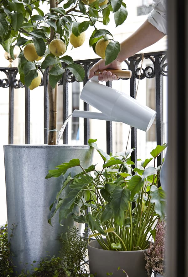Grow sweet-smelling citrus fruits