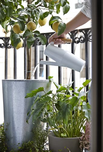 Grow sweet-smelling citrus fruits