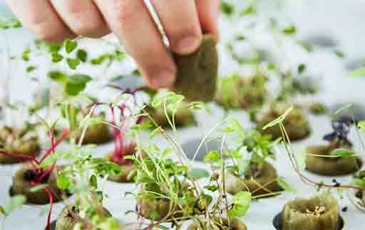 growing-vegetables-at-home-with-the-ikea-krydda-vaexer-hydroponics-kit