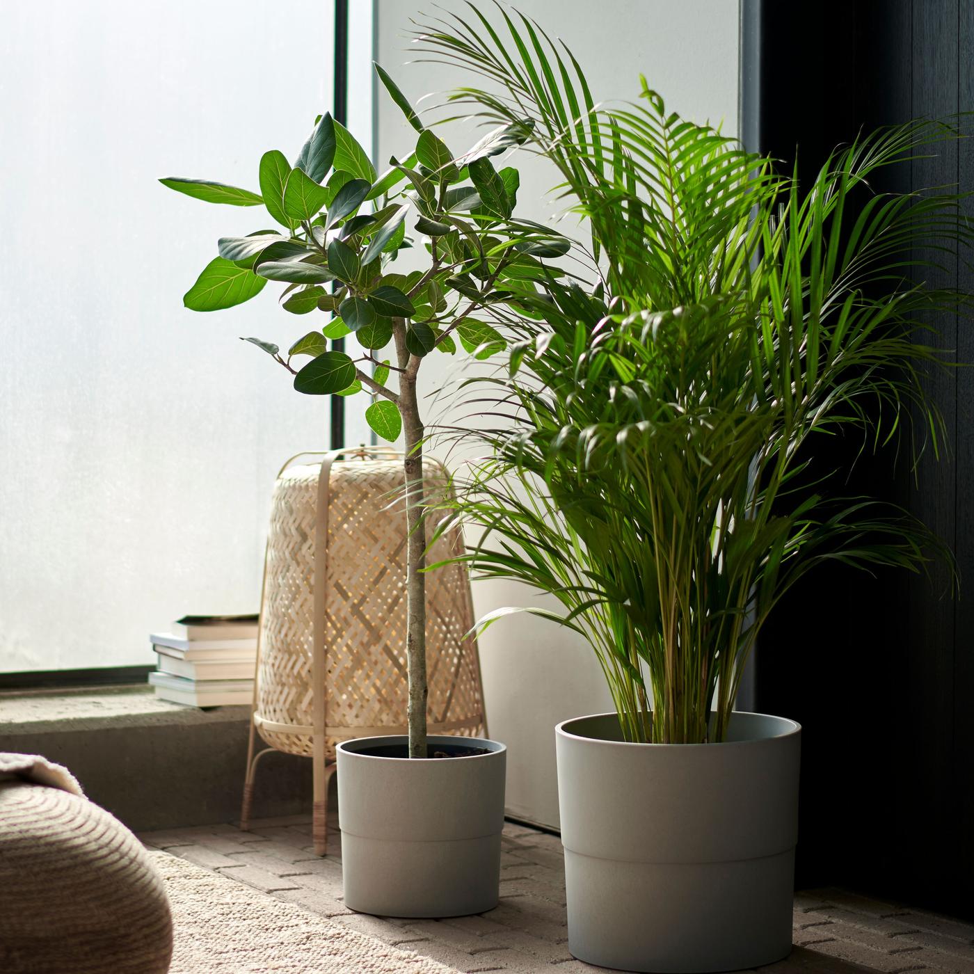 Hämärässä huoneessa ikkunan edessä on FICUS- ja DYPSIS LUTESCENS-viherkasvit ruukuissa