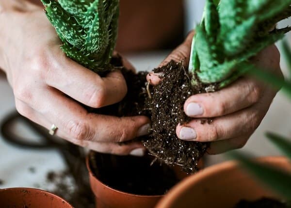 Hands grasp a succulent by the roots ready for repotting