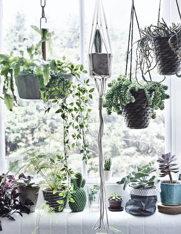 Hanging and potted plants in a window.