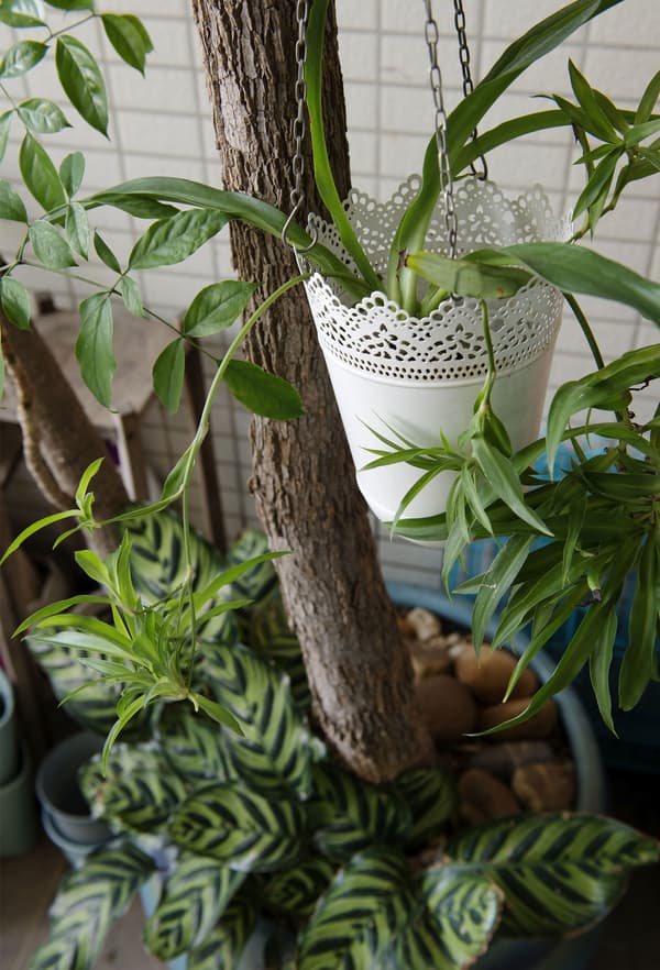 Hanging garden