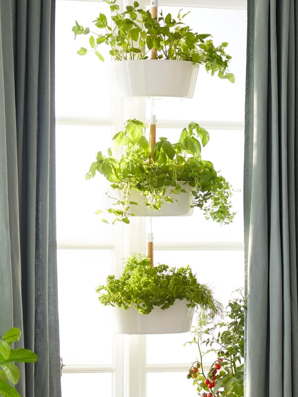 Három BITTERGURKA függő kaspó fűszernövényekkel csüng egy halványzöld függönnyel keretezett ablak előtt. 