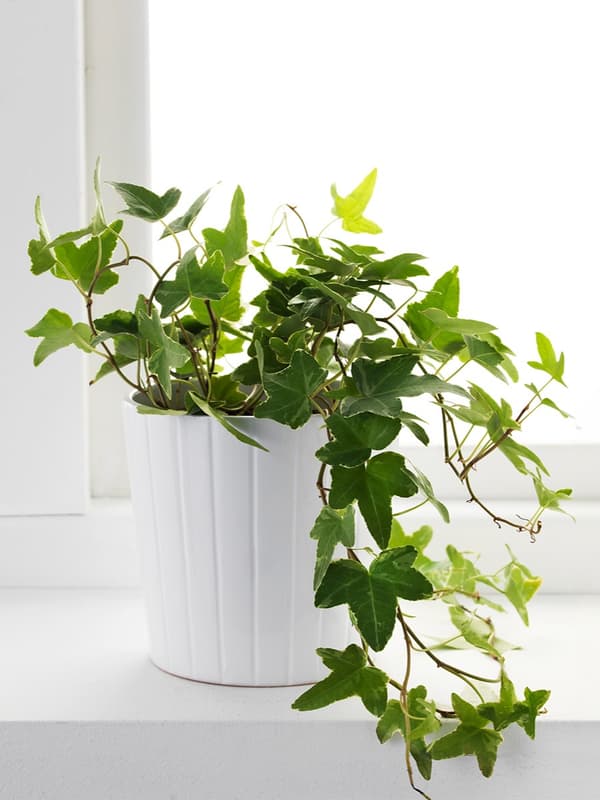 HEDERA HELIX