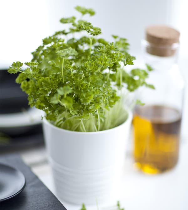 Herbes en train de pousser dans un pot blanc, à côté d’un pichet d’huile.