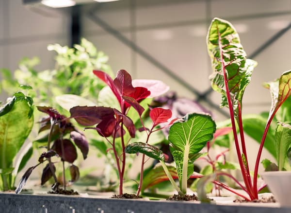 Herbs and lettuce growing in a hydroponics system.