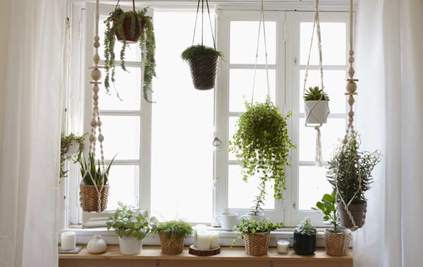 Home visit: how to grow a window garden