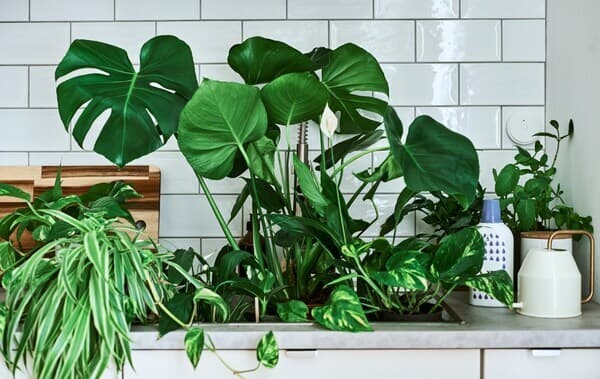 Houseplants, including Monstera and peace lily, in a sink with a gold-handled watering can and plant feed on the counter.