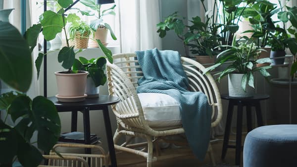 How to arrange plants at home