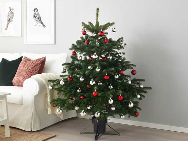 How to care for a real fir tree used for Christmas
