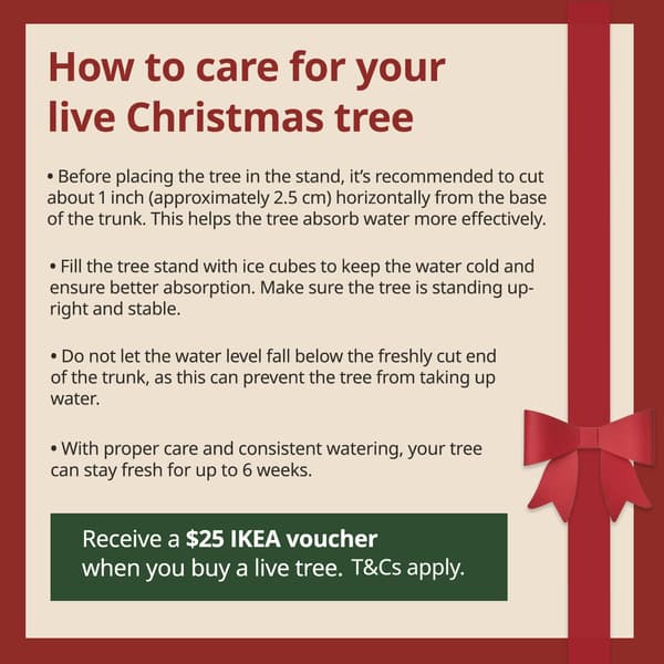 How to care for your live Christmas tree