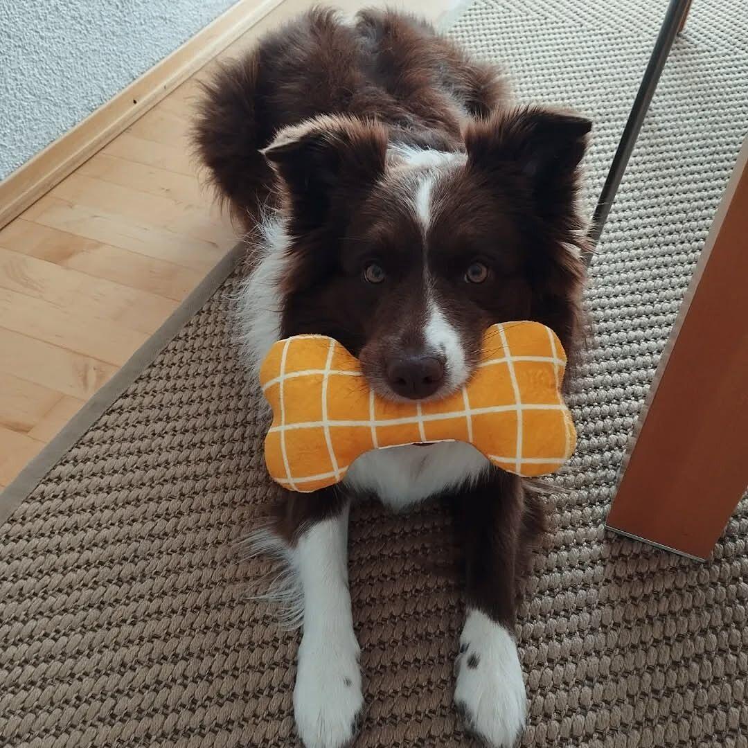 Hund som ligger på en matta och håller ett gult rutigt leksaksben i munnen.